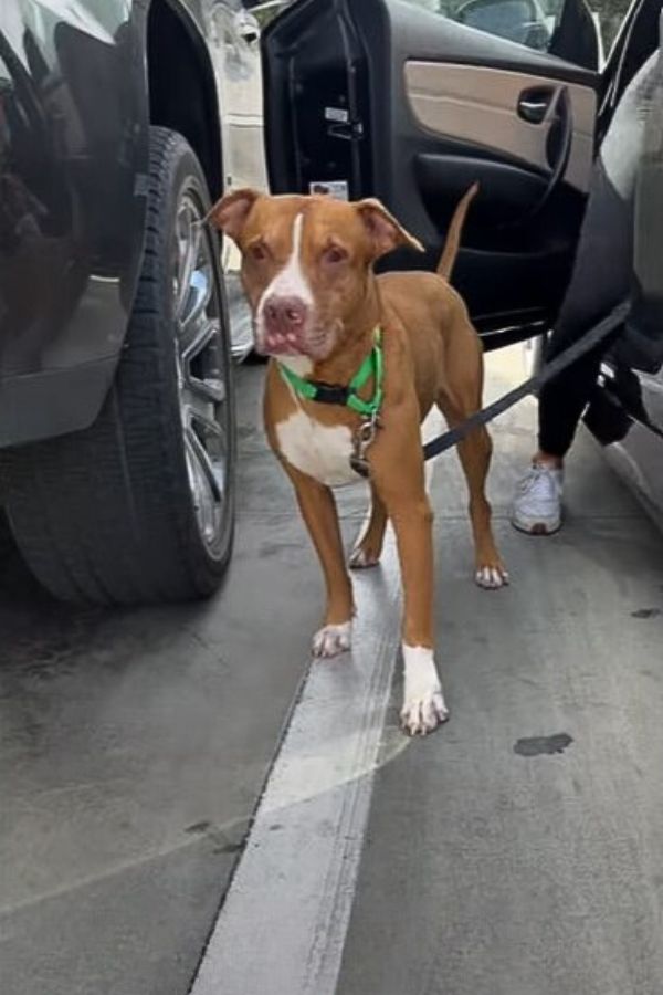 cute dog