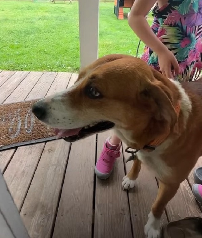 cute dog
