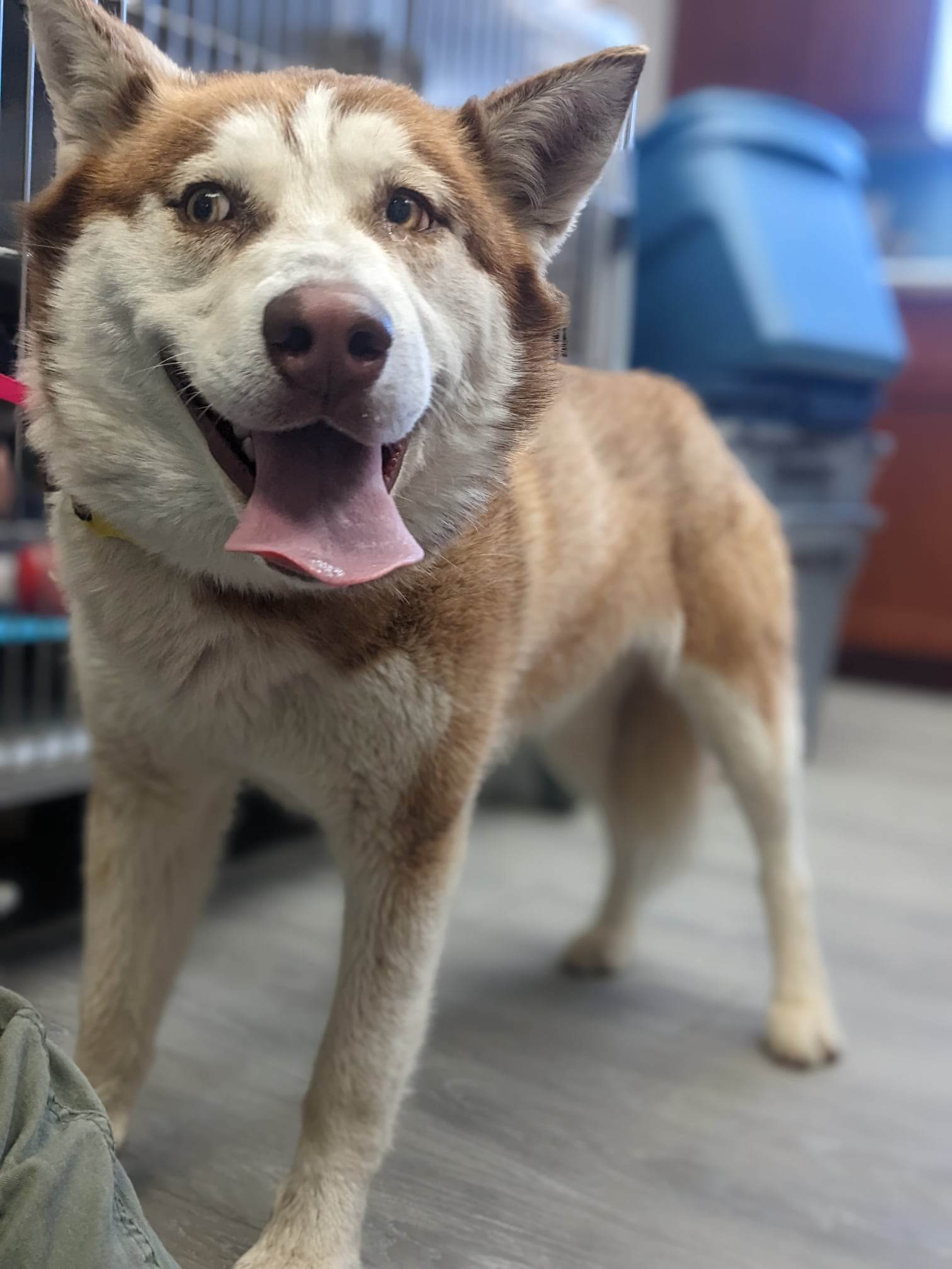 cute dog
