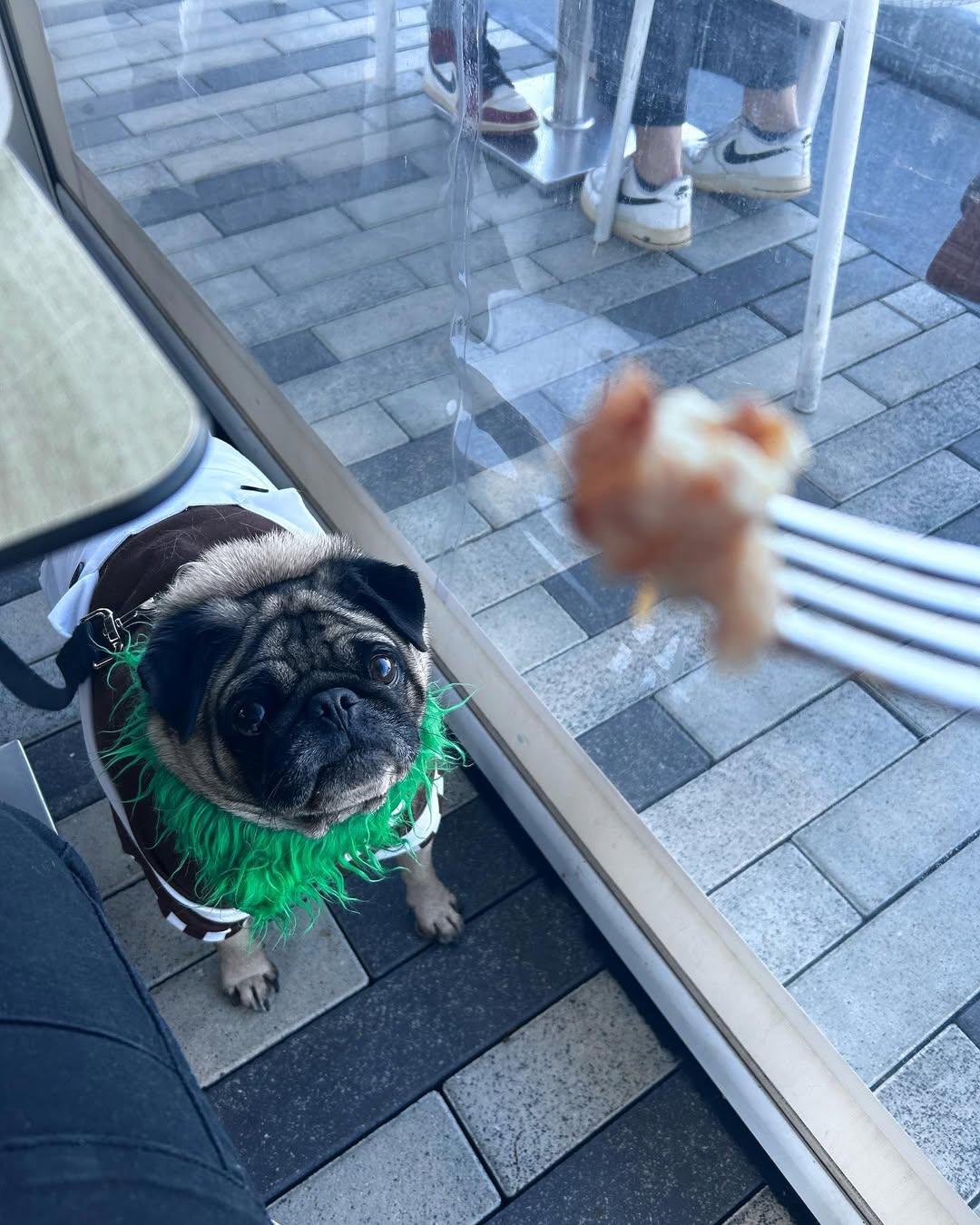 cute dog