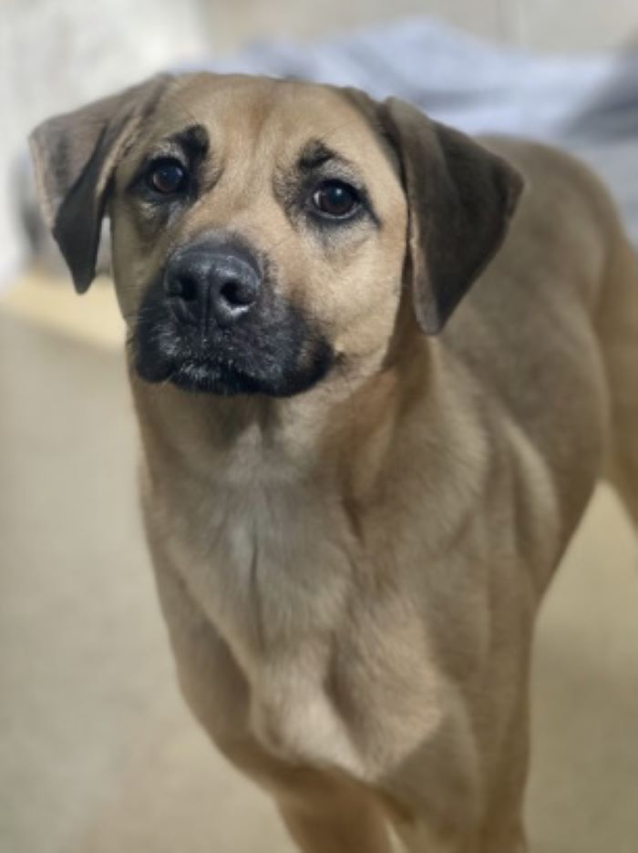 cute dog
