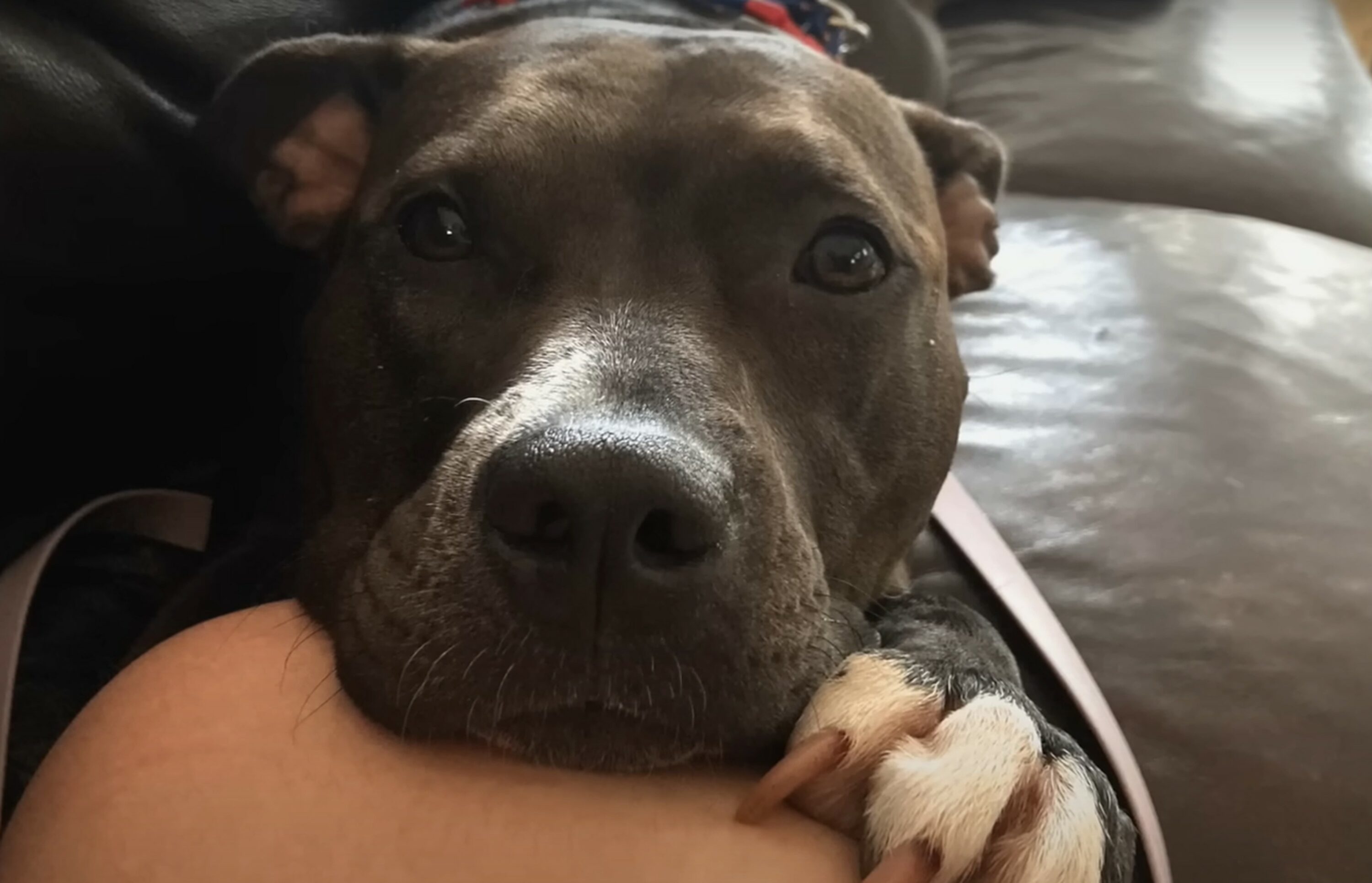 cute dog