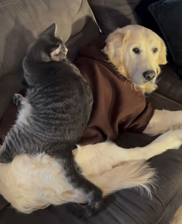 cute dog and cat