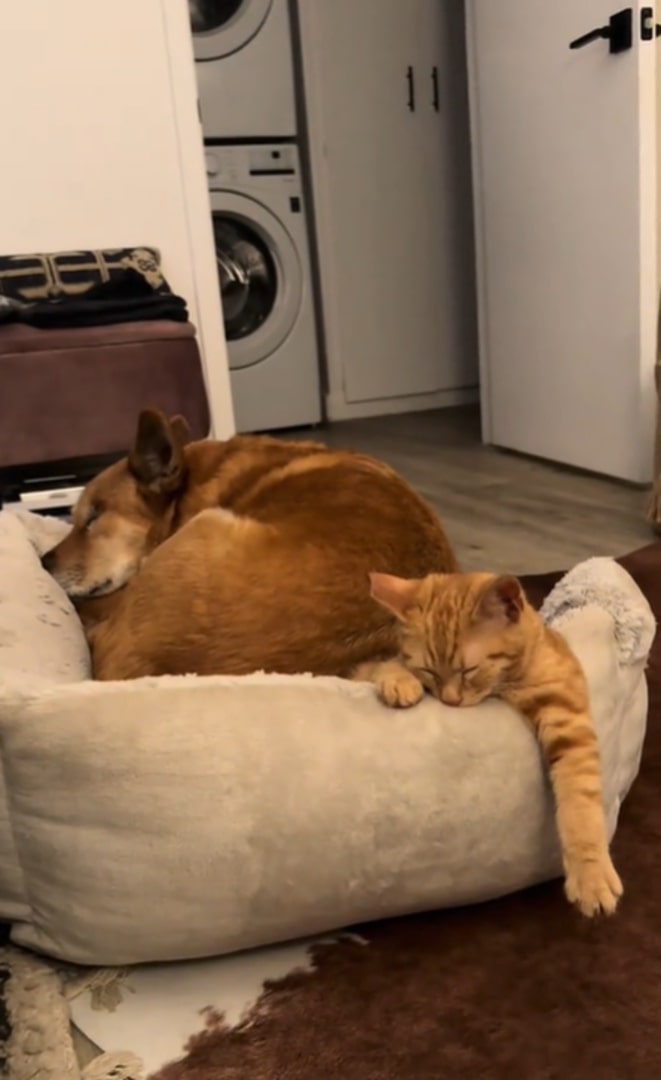 cute dog and cat