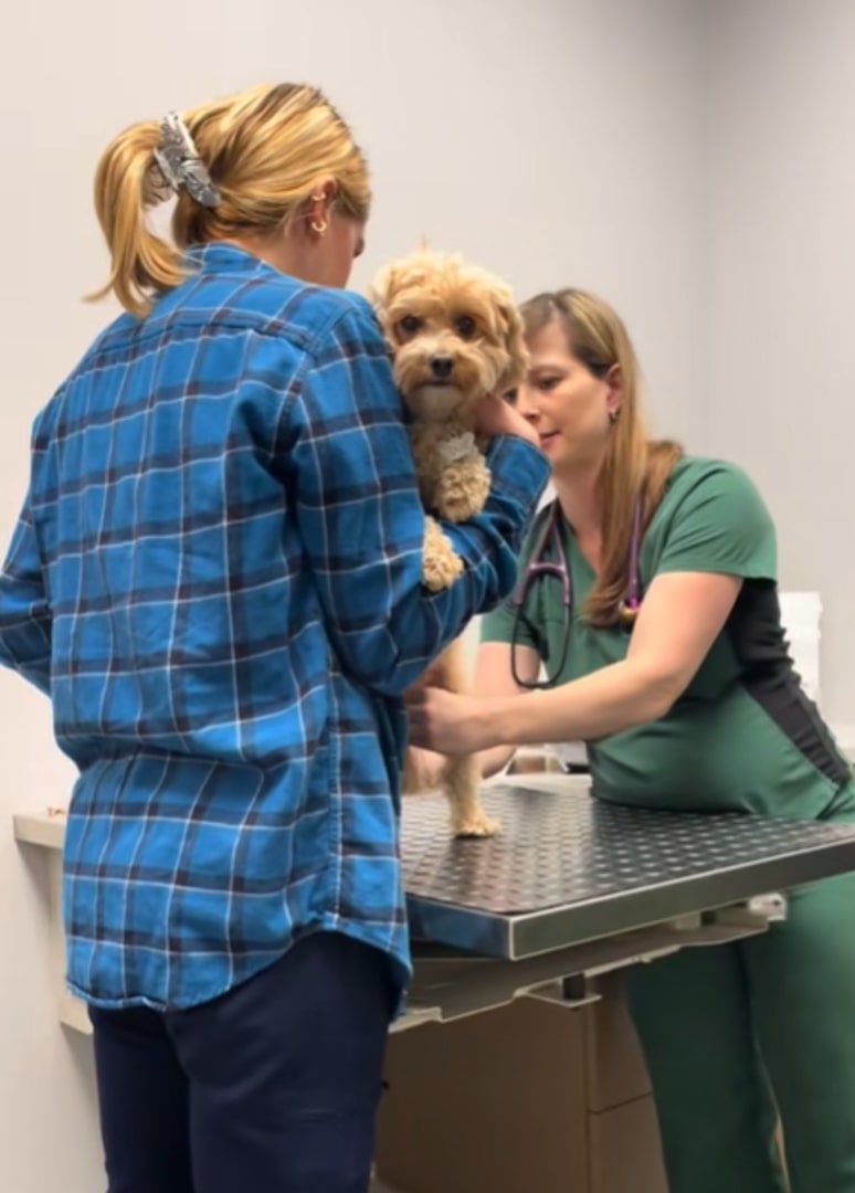 cute dog at vets