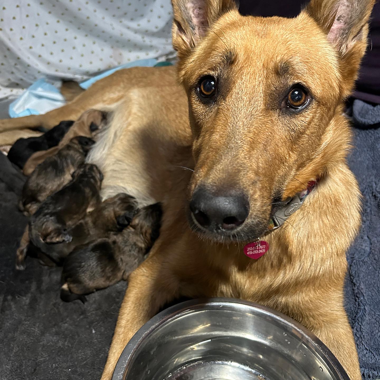cute dog feeding puppies