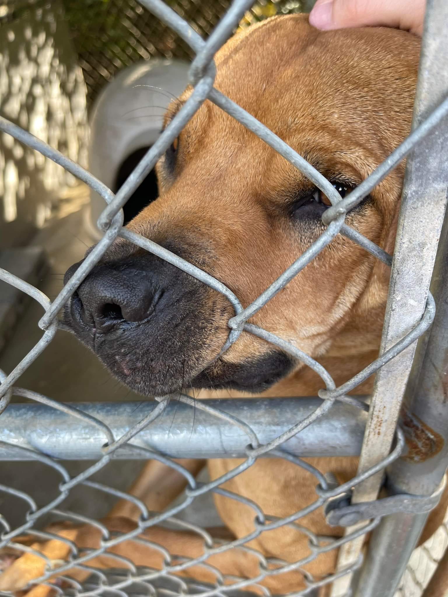 cute dog in cage