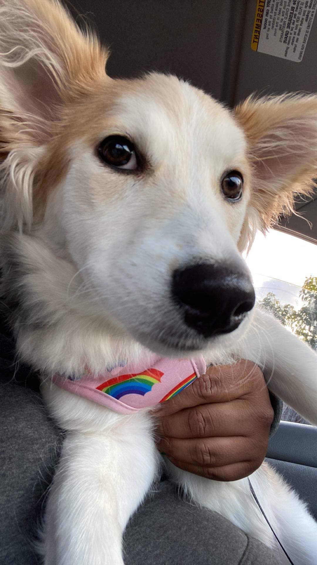 cute dog in car
