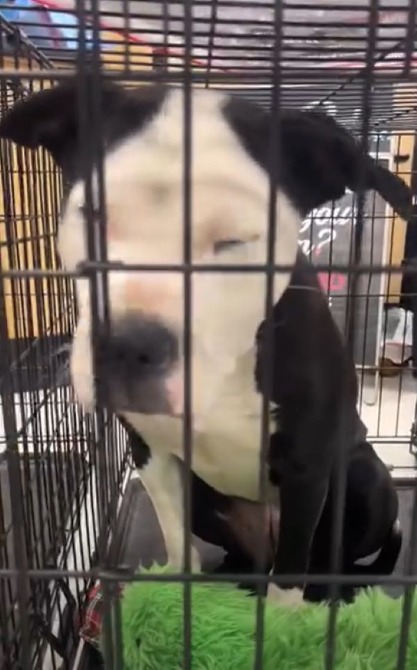 cute dog in crate