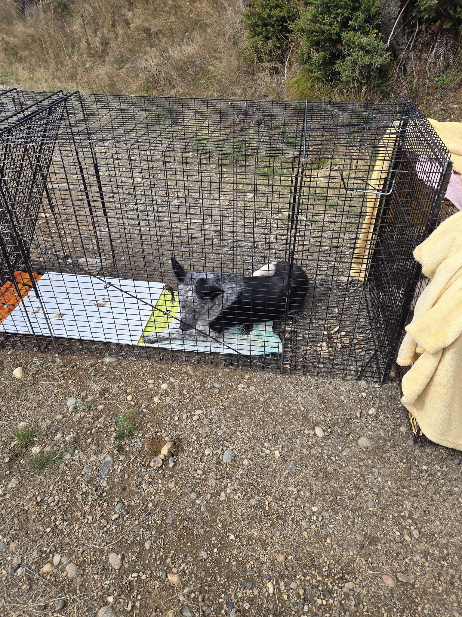 cute dog in crate