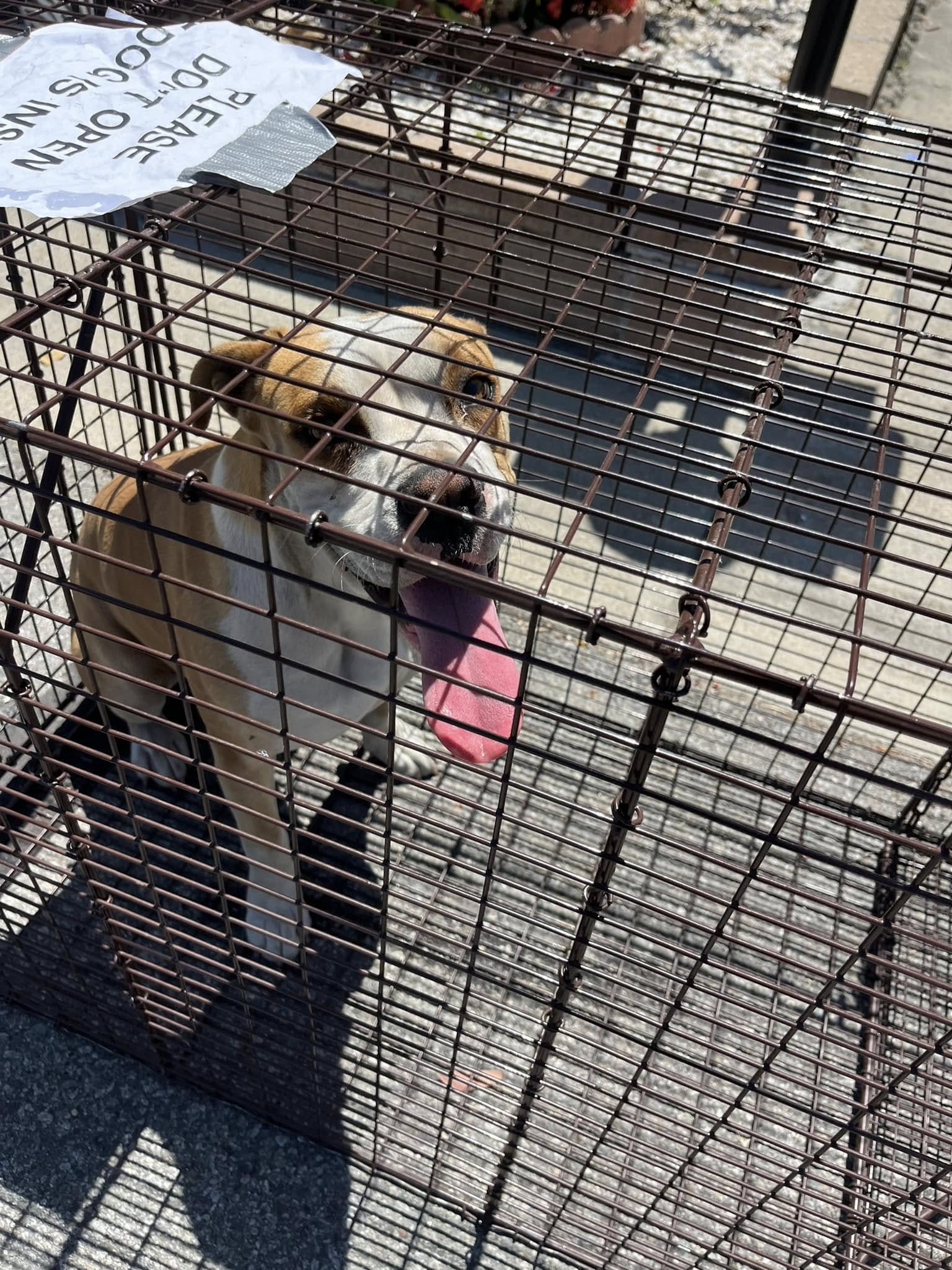 cute dog in crate