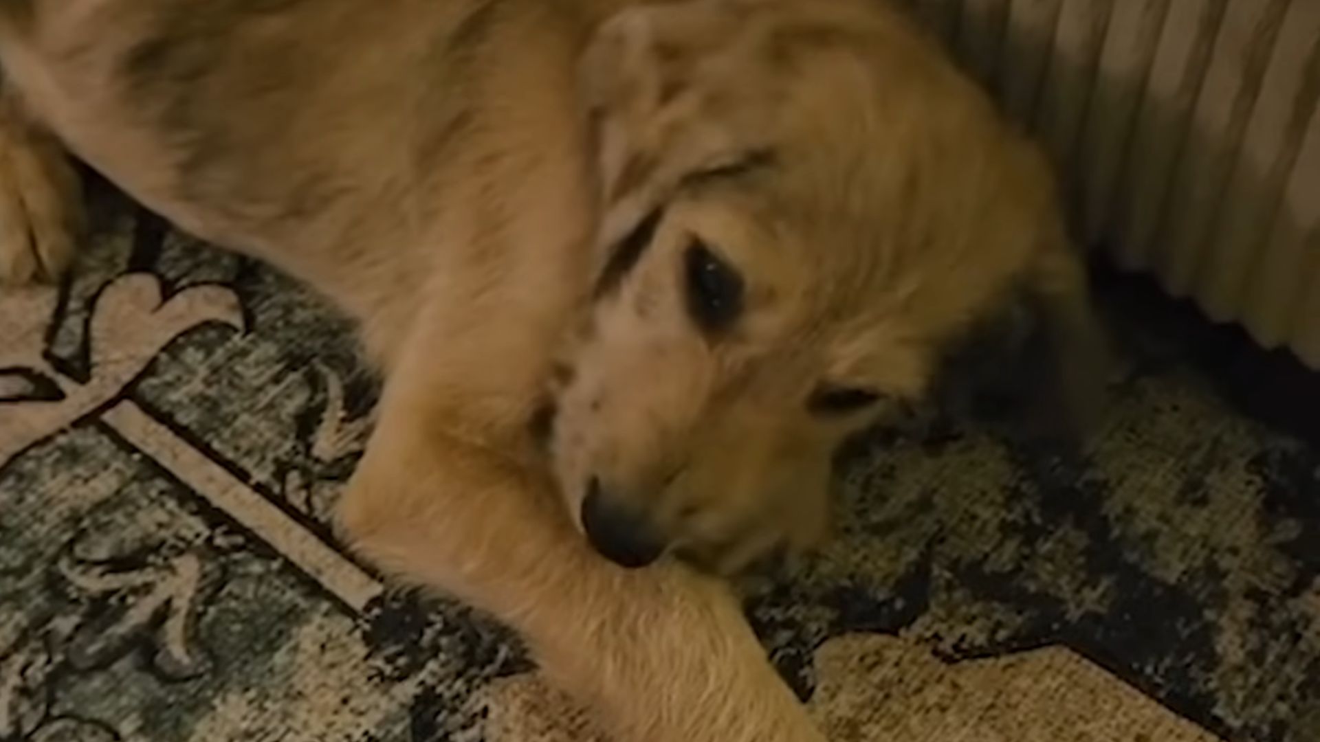 cute dog in house
