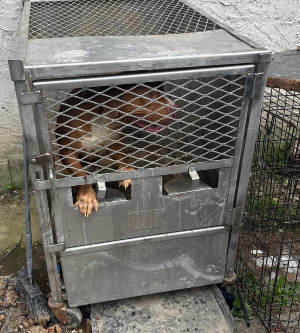 cute dog in metal crate