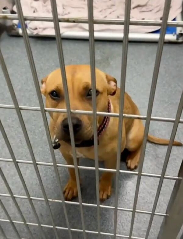 cute dog in shelter
