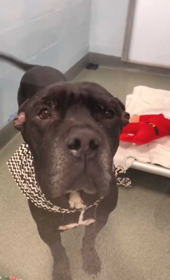 cute dog in shelter