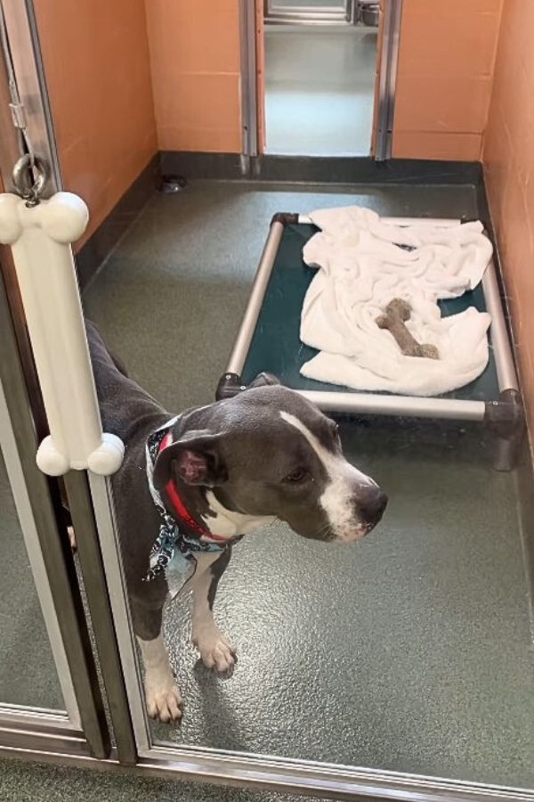 cute dog in shelter