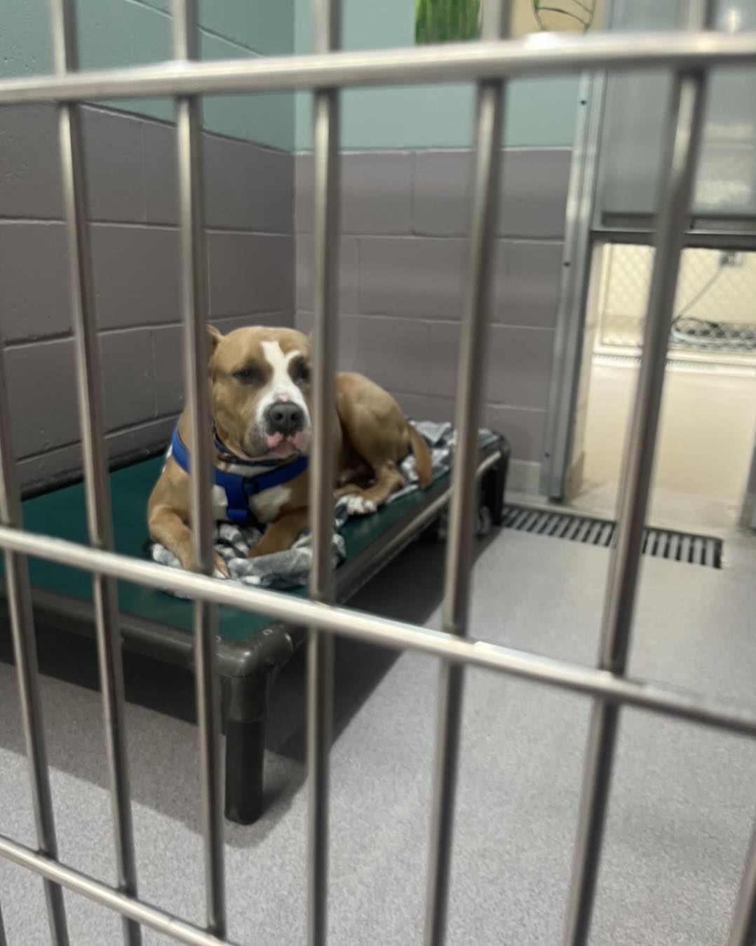 cute dog in shelter