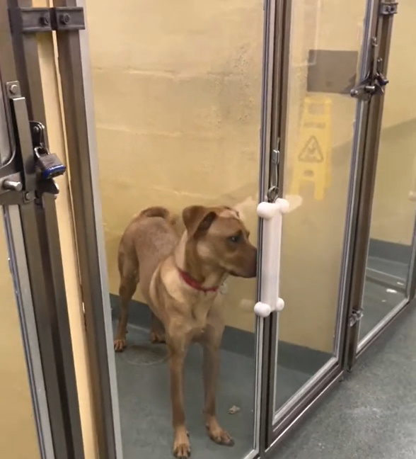 cute dog in shelter