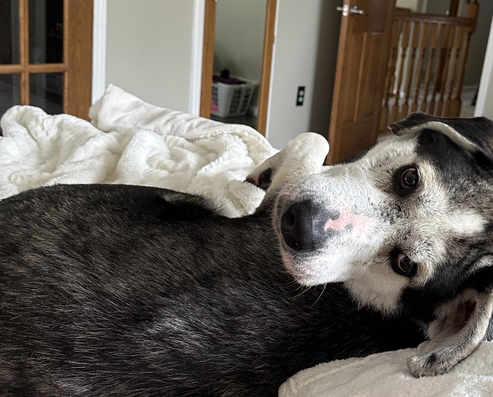 cute dog laying down