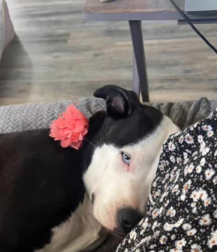 cute dog laying down