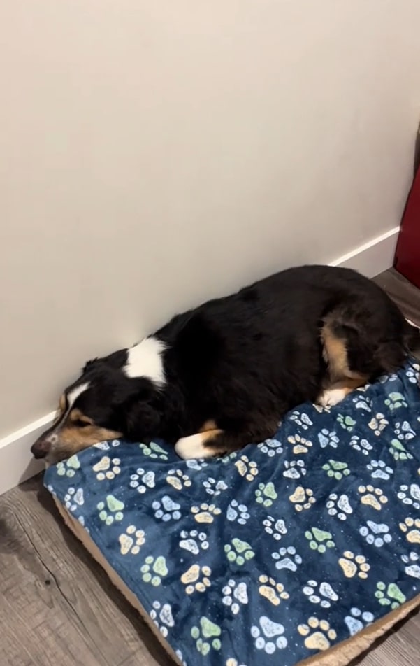 cute dog laying down