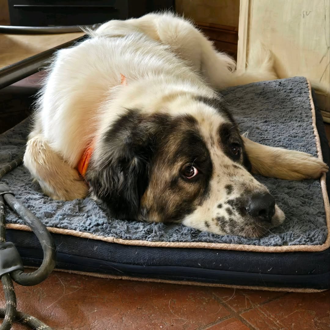 cute dog laying down in house