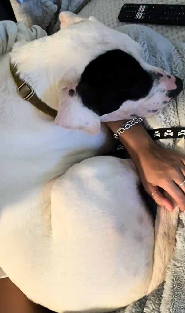 cute dog laying down