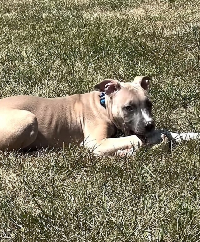 cute dog laying on grass