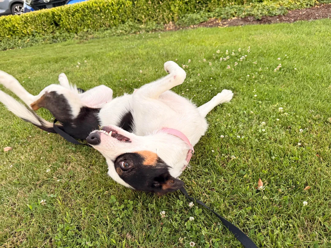 cute dog laying on the grass