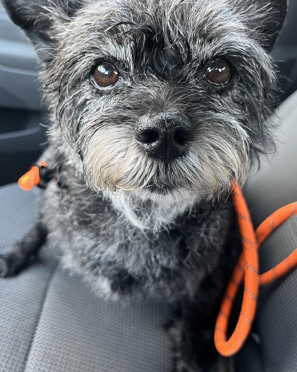cute dog on car seat