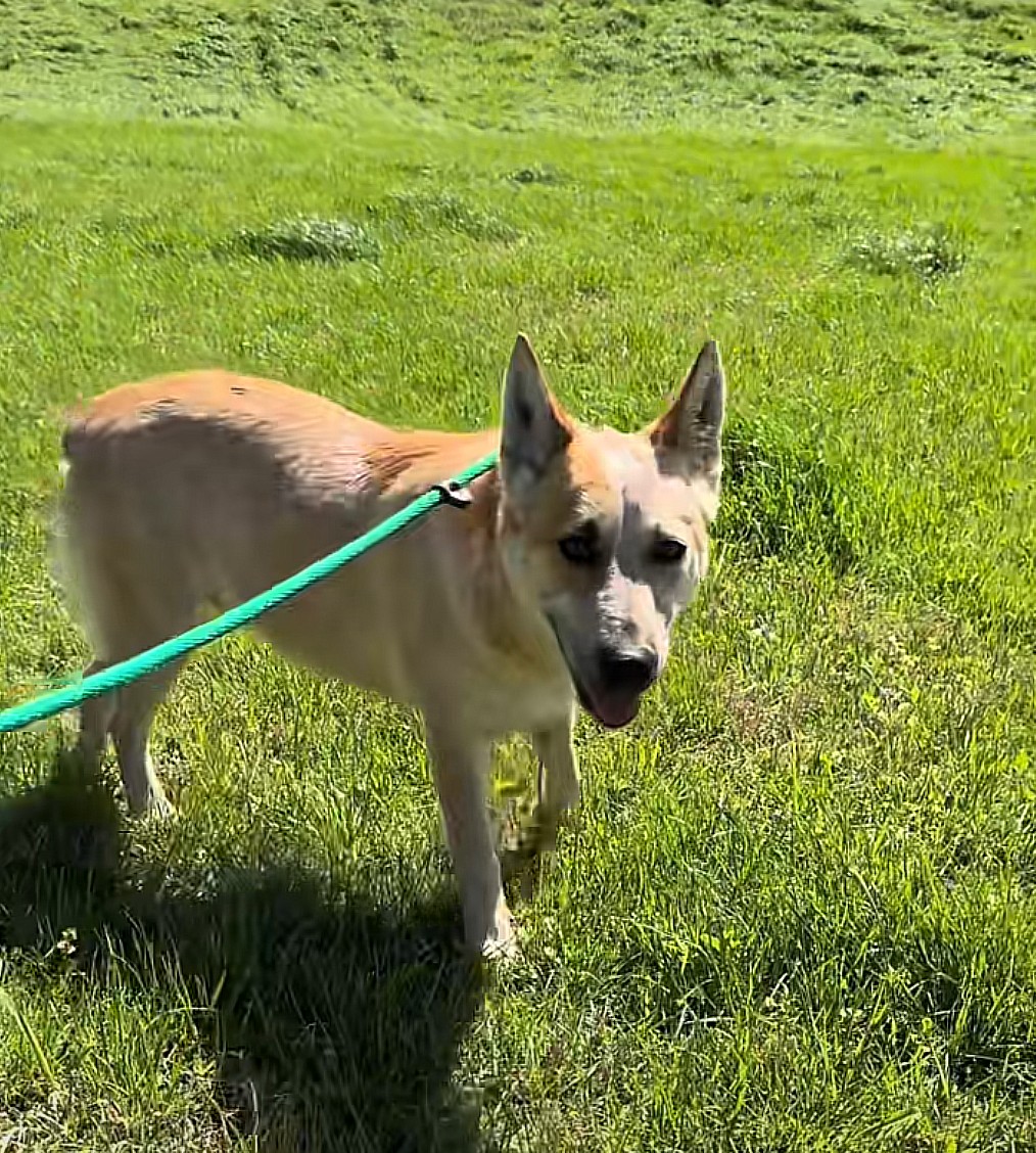 cute dog on leash