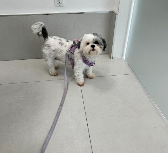 cute dog on leash