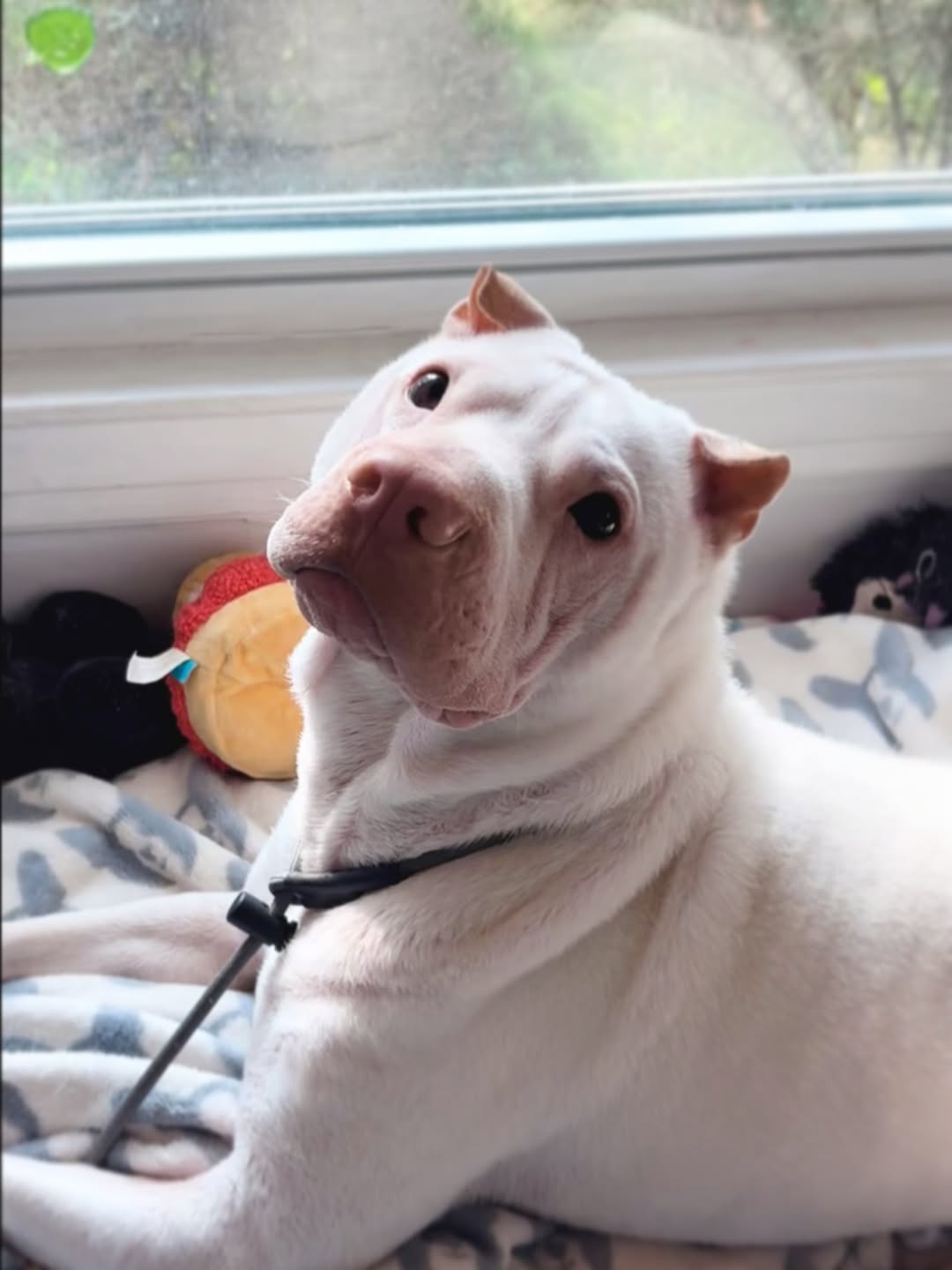 cute dog posing for picture