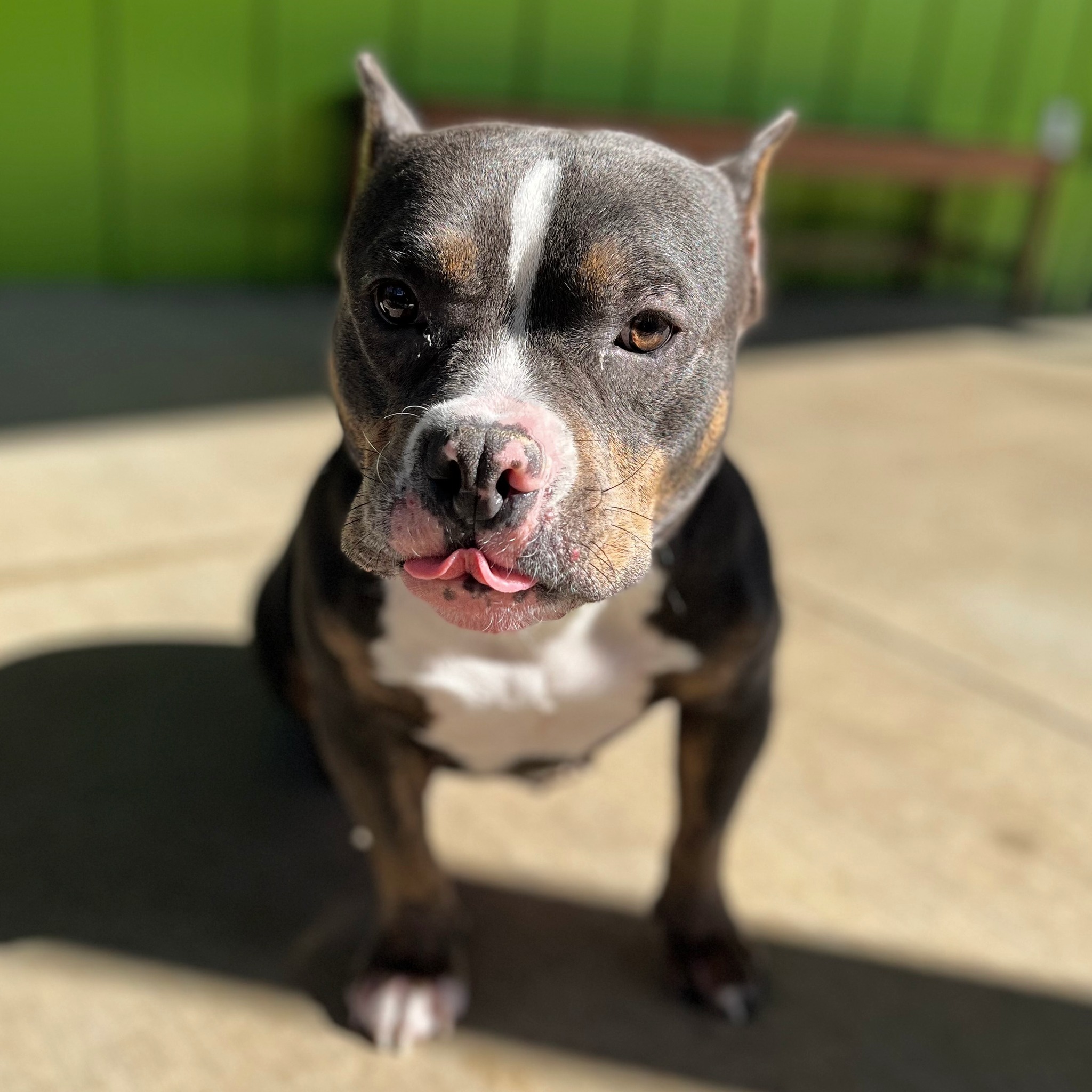cute dog posing for picture
