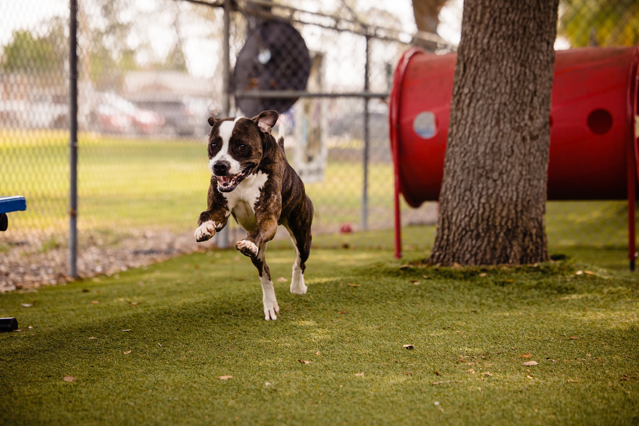 cute dog running