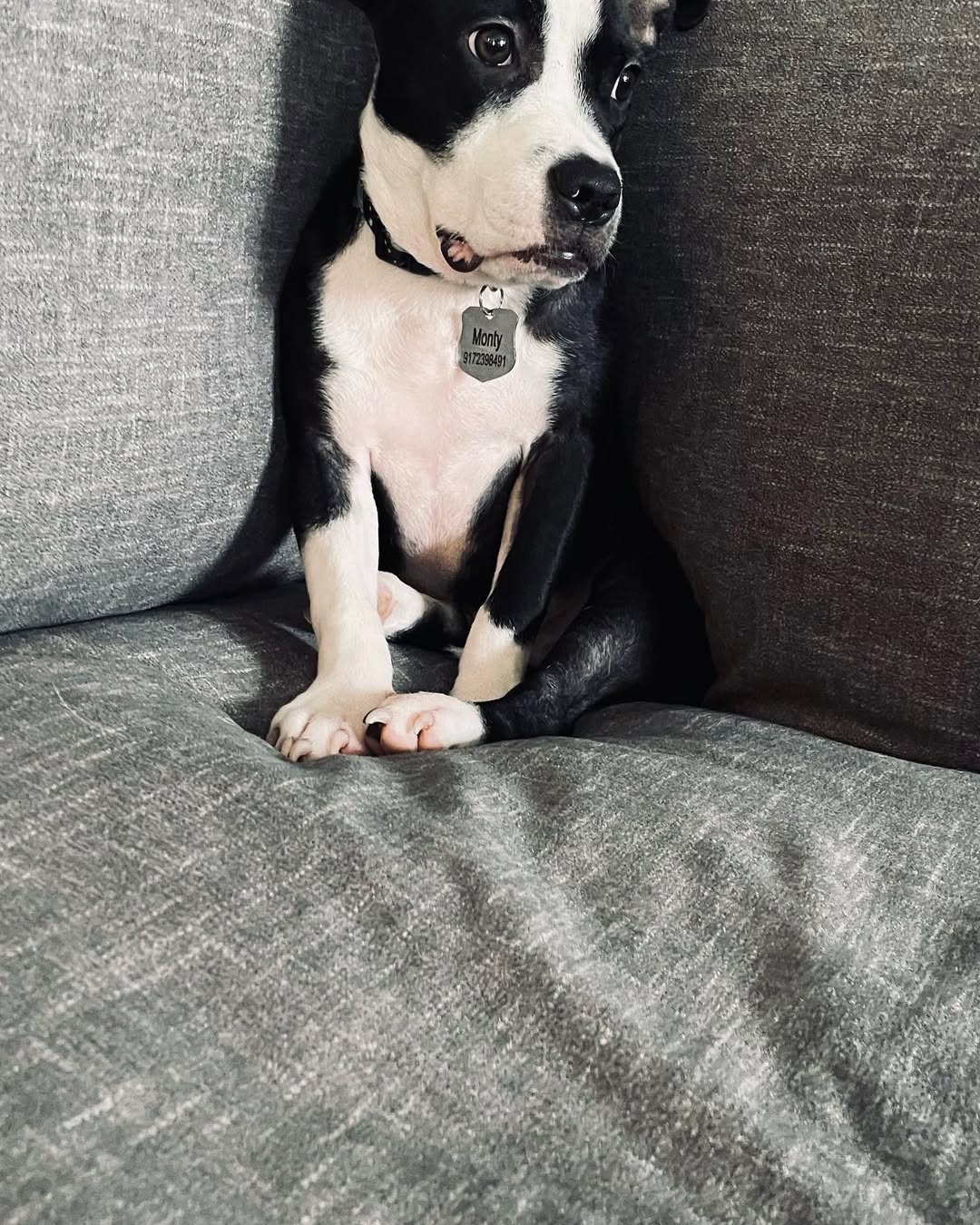 cute dog sitting on couch
