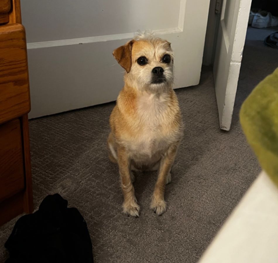 cute dog sitting on rug