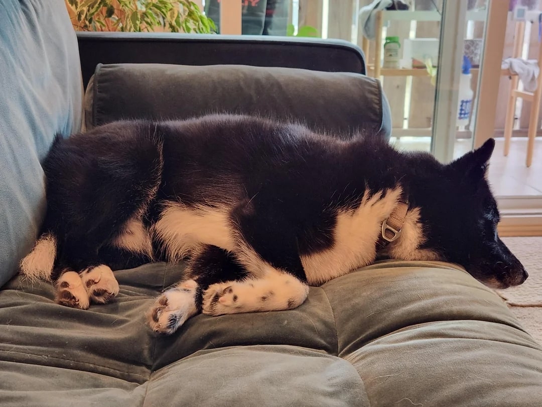 cute dog sleeping