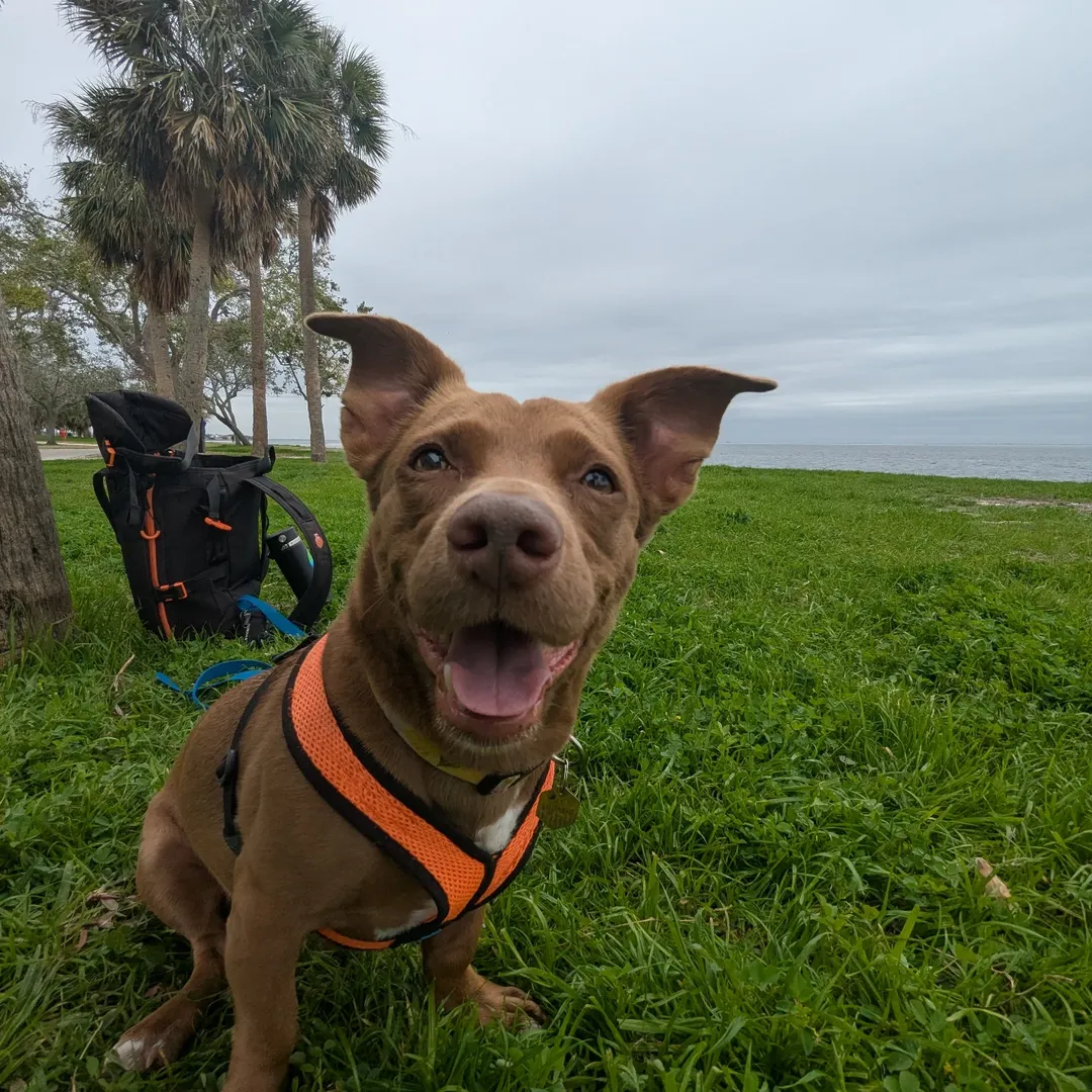 cute dog smiling