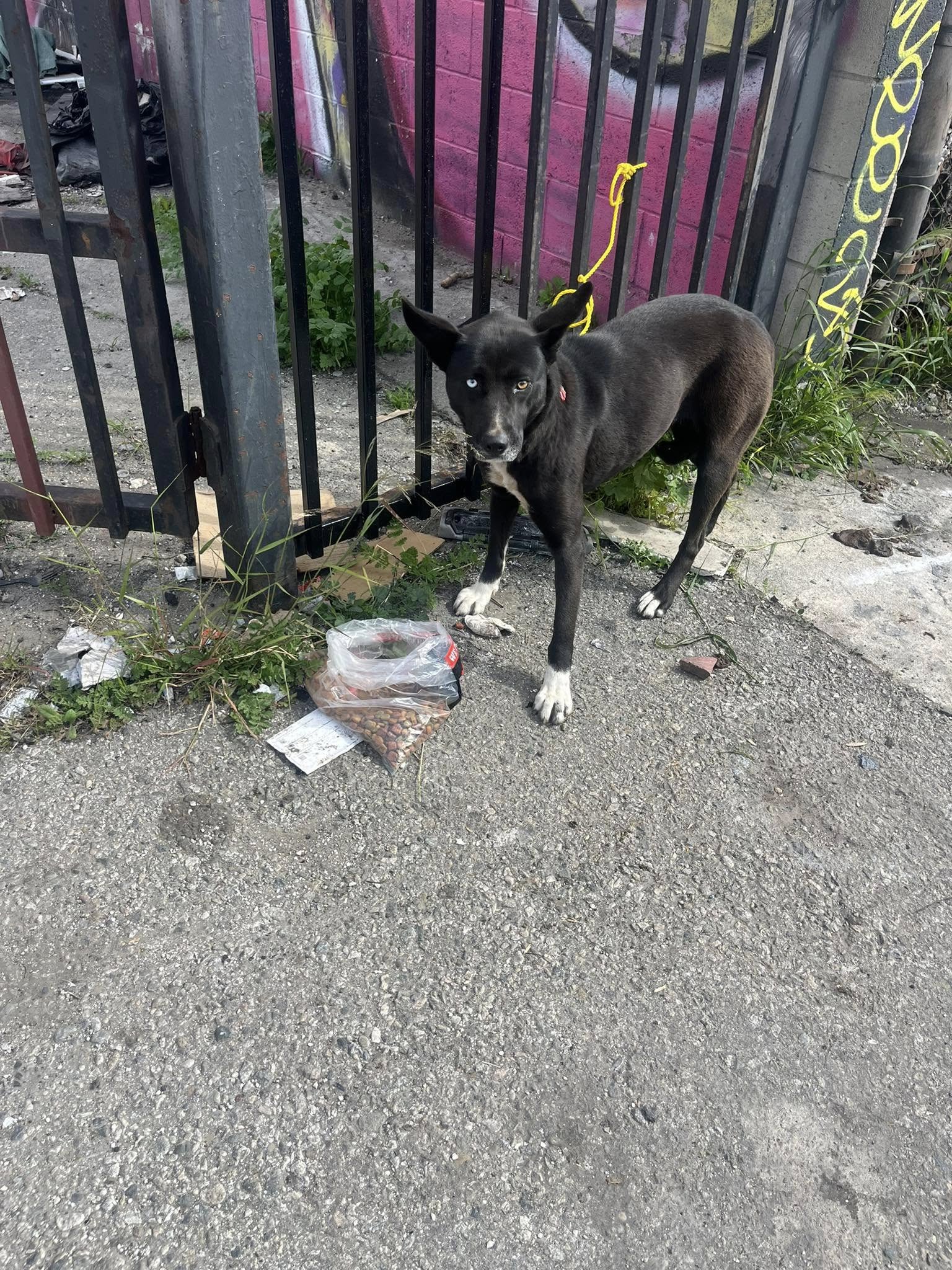 cute dog tied to a fence