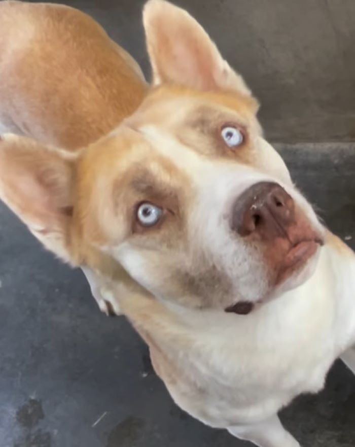 cute dog with blue eyes