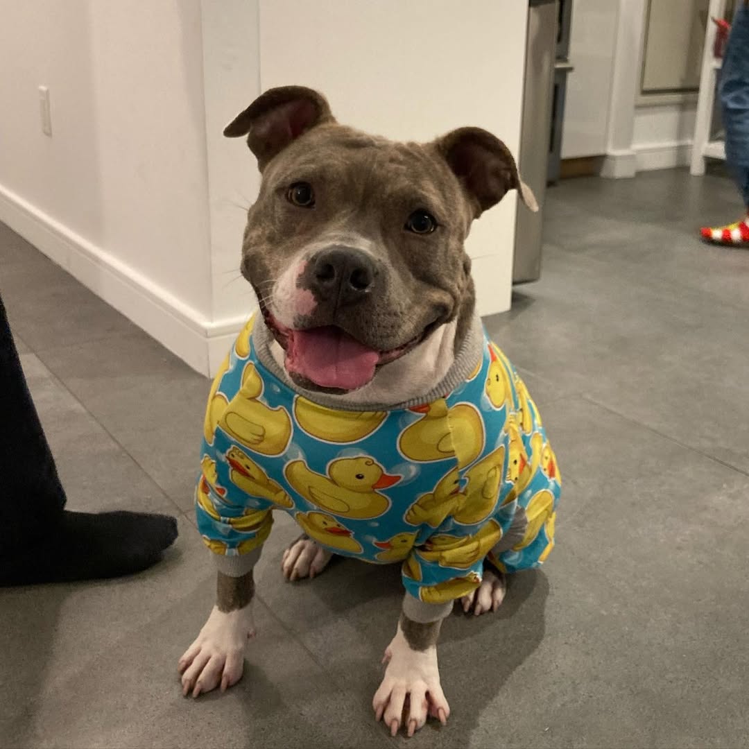 cute dog with clothes on