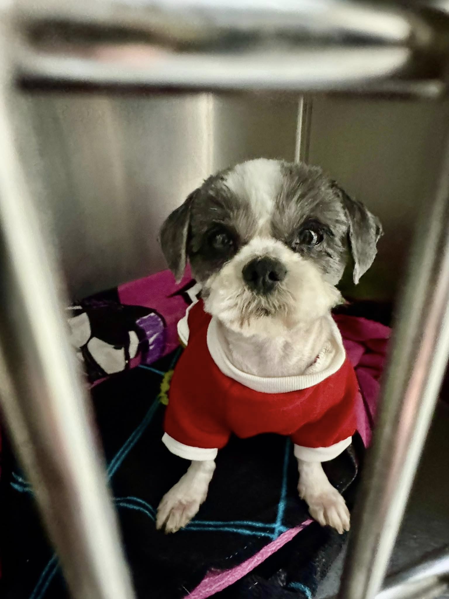 cute dog with shirt on