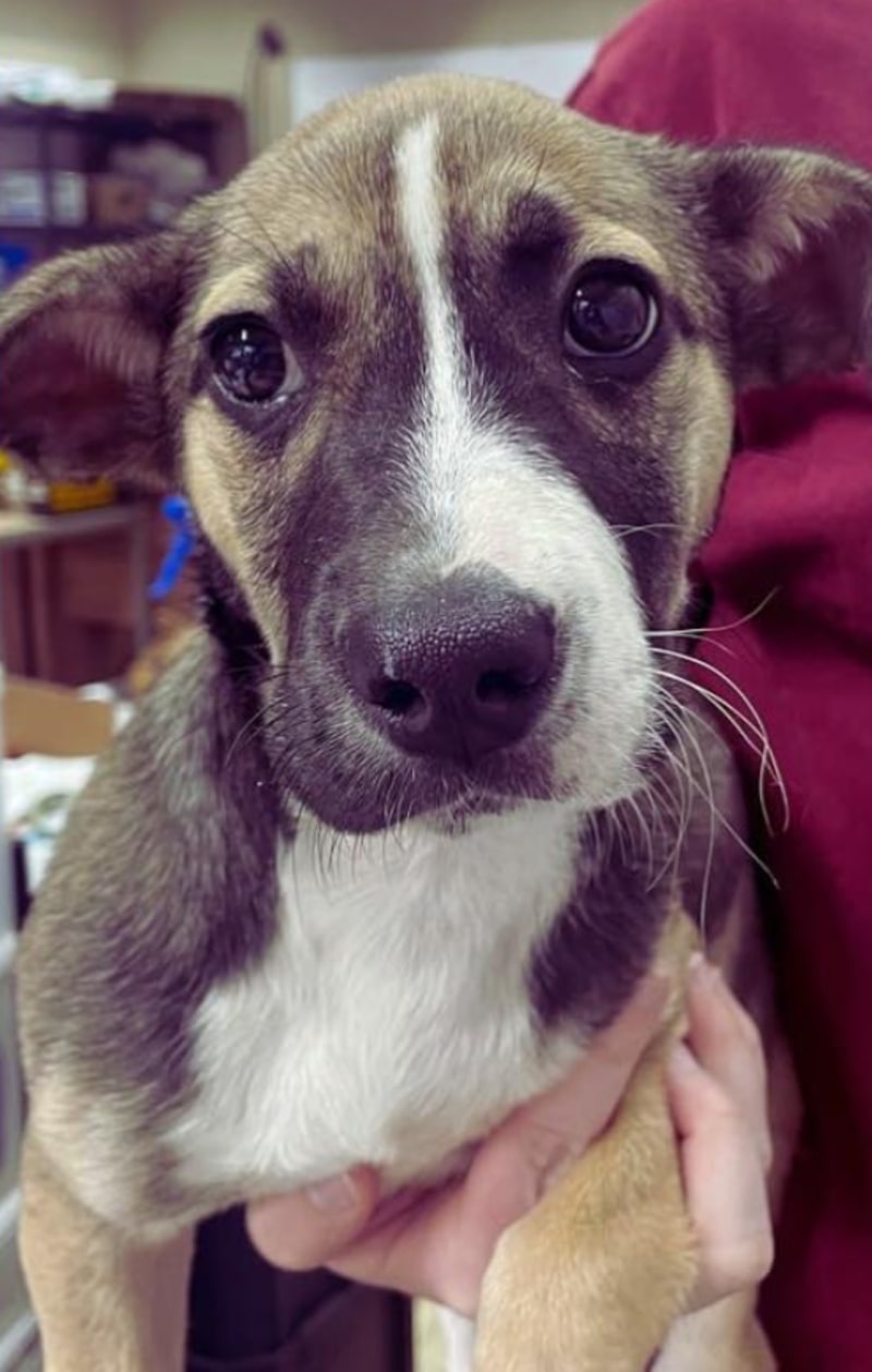 cute dog