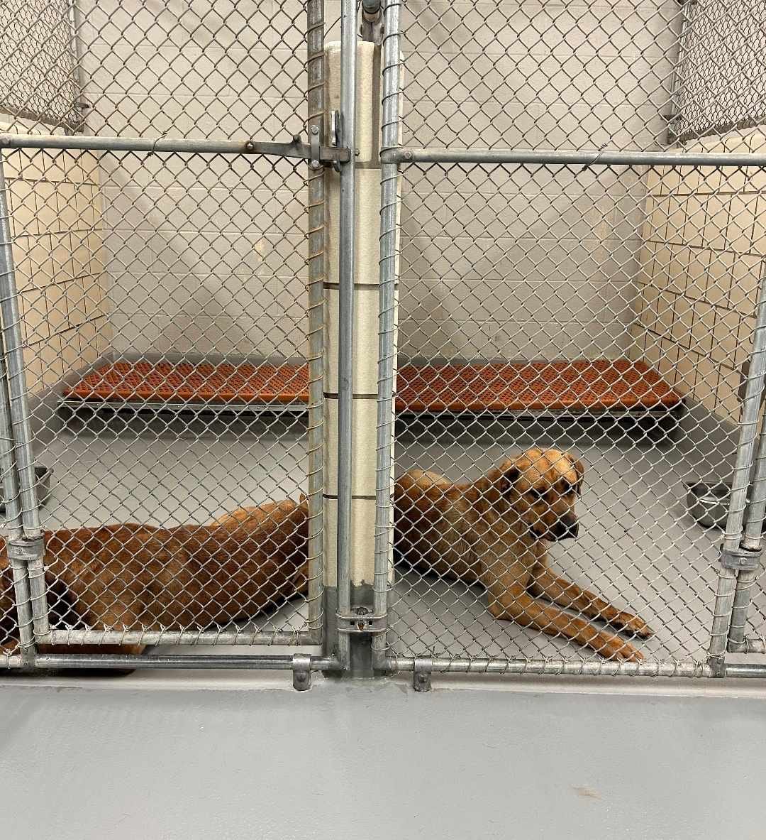 cute dogs in shelter