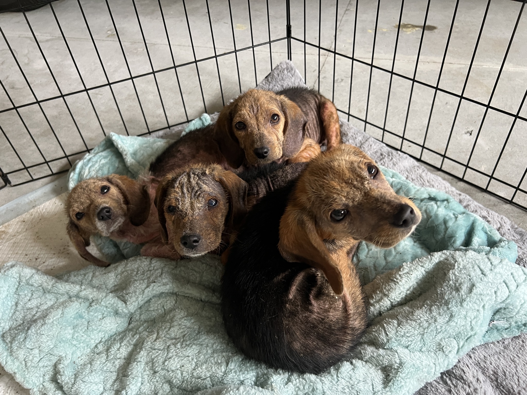 cute four puppies