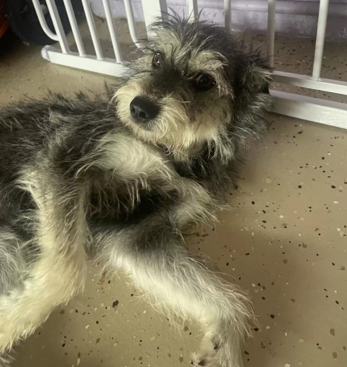 cute gray dog