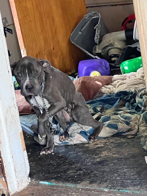 cute gray dog