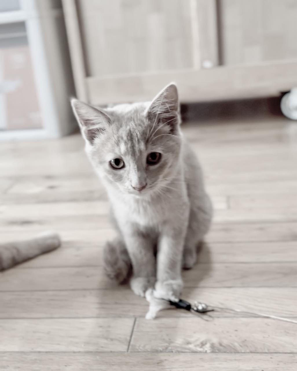 cute gray kitten