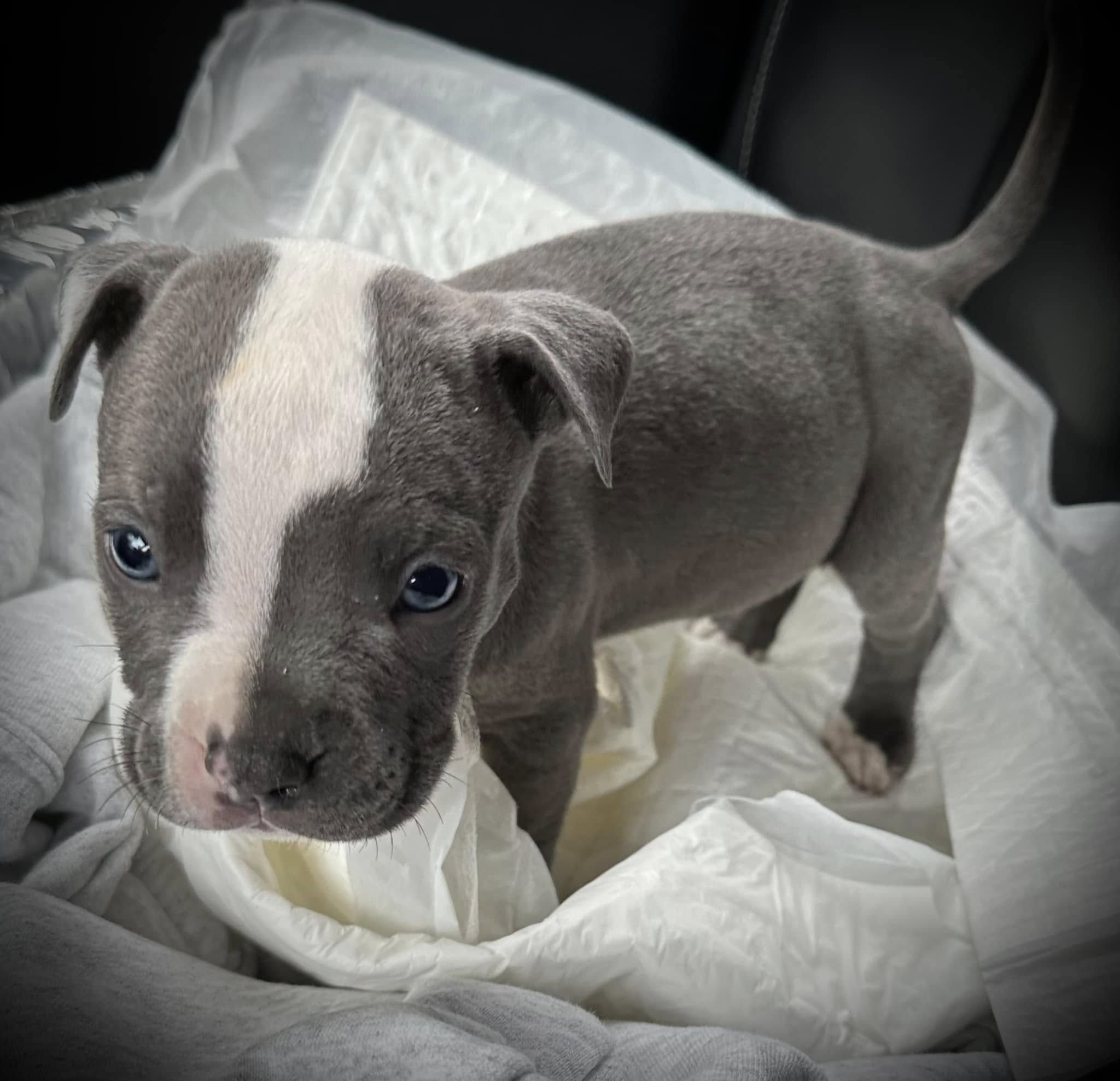 cute gray puppy